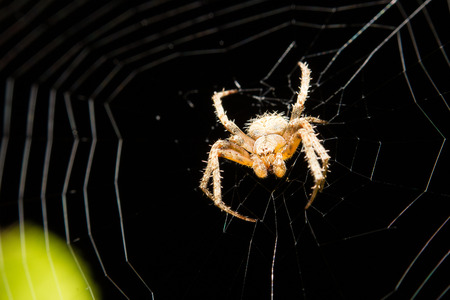 spider on the webの写真素材