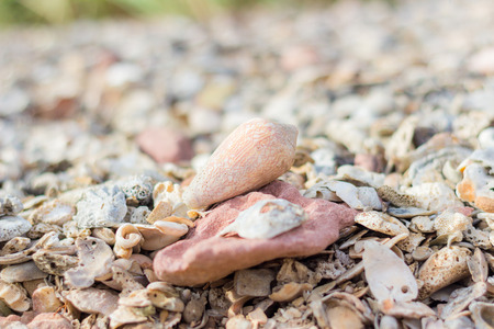 shell on broken shellの写真素材