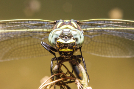 yellow dragonflyの写真素材