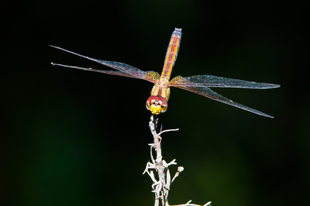 dragonfly on the branchの写真素材