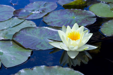 water lily and reflection in shallow pondの写真素材