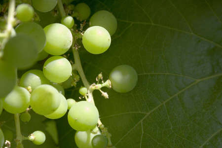 wild grapes with large leaf in backgroundの写真素材