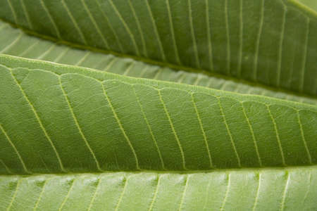 closeup of green plumeria leaves with yellow veinsの写真素材