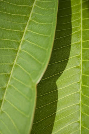 closeup of green plumeria leaves with yellow veinsの写真素材