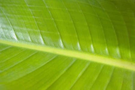 large green and yellow banana leaf closeup backgroundの写真素材