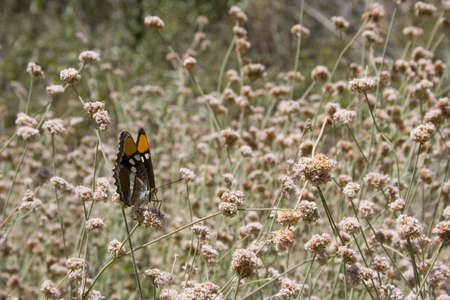 orange and brown butterfly resting on flower of wild flowersの写真素材