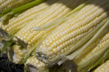 husked organic yellow corn for sale shallow depth of fieldの写真素材