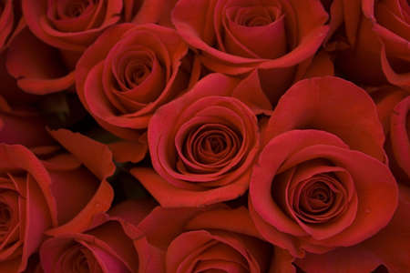red roses in a bouquet selective focus on lower left blossomsの写真素材