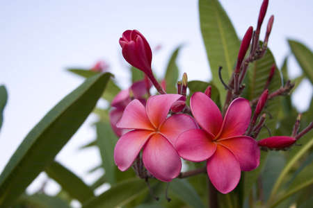 pink frangipani flowers blooming with some unopened budsの写真素材