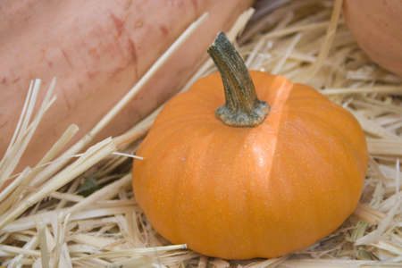 little pumpkin on  straw among large pumpkinsの写真素材