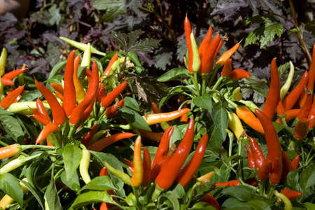 red and yellow chili peppers growing in gardenの写真素材