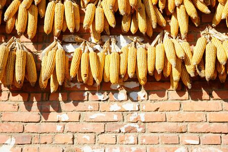 Yellow corn cobs hanged on an orange brick wall drying in the sun, China.の写真素材