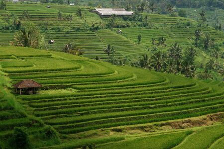 Green ricefield hill with a small brown cottage at midday in Bali, Indonesiaの写真素材