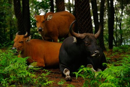 Two oxen laying down on the ground while one is standing underneath the trees in the shadow.の写真素材