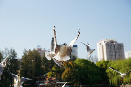 White bird flying in the air by flapping its wings in the morning.の写真素材