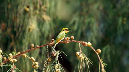 Yellow green bee eater little bird sitting on a branch in the sun, Vietnam.の写真素材