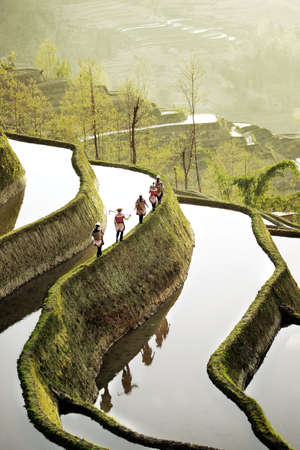 Five women working high up in the mountains walking on a green colored mountain ricefield on a ridge between two fields or water in the morning, China.の写真素材