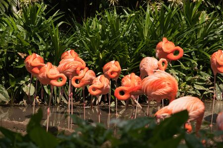 Large group of pink flamingos turning Their Heads on the riverside at daytime in the sun.の写真素材