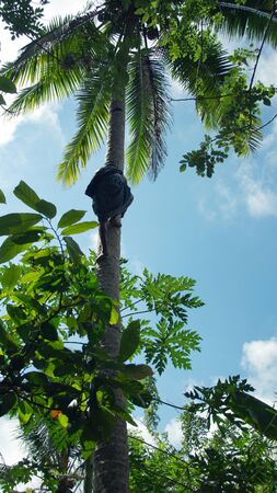 Man climbing up a palm tree just by using his arms and legs to get some coconuts in the morning.の写真素材
