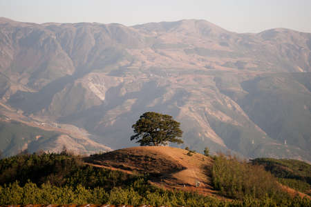 One green tree growing between mountains and valleys at noon with nobody around, China.の写真素材