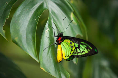 Colorful red yellow and green butterfly sitting on a green leaf spreading its wings.の写真素材