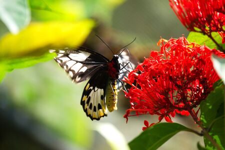 Close-up of a black and red colored butterfly sitting on a red flower eating its nectar to feed itself in the sun.の写真素材