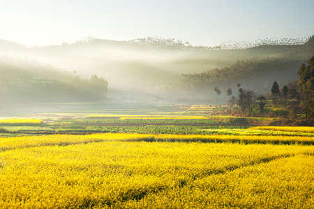 Landscape of yellow flowers being covered by mist coming from the mountains in the evening with a...