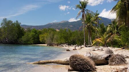 Roots of fallen down palm trees in the morning at the coast line on a white sand beach with healthy palm trees and mountains at the background, Danau Kelimutu Indonesia.の写真素材