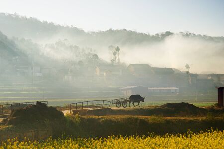 Silhouette of an ox or cow with carriage walking towards chinese village covered by mist coming from the mountains in the morning with yellow flowers at the foreground, China.の写真素材