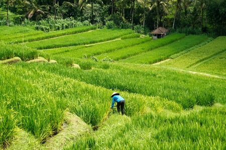 Asian woman wearing hat working with her hands at a green rice field in the morning, Bali Indonesia.の写真素材