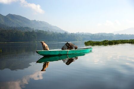 Yellow golden dog sitting on a boat going down the river waiting on its master who is fishing in the morning.の写真素材
