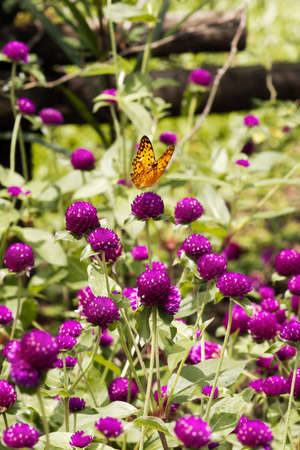 Black and yellow colored butterfly sitting on a purple flower eating its nectar to feed itself.の写真素材