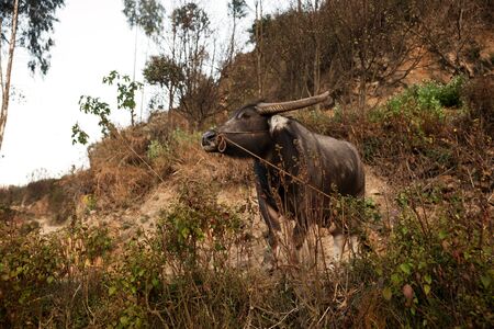 Brown asian ox with leash rope standing on sand hill with some vegetation and nobody around in the morning, China.の写真素材