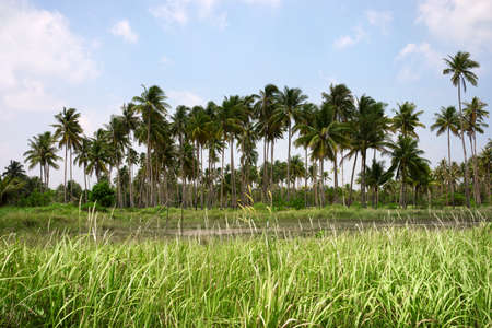 Several palm trees in a row growing on a green field at midday behind green grass flower field,...