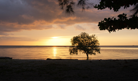 Tree silhouette in ocean during tide on the beach at sunset.の写真素材