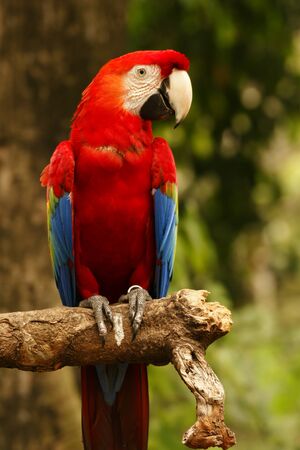 Red blue parrot sitting on wooden branch looking at me in camera in the forrest at daytime.の写真素材