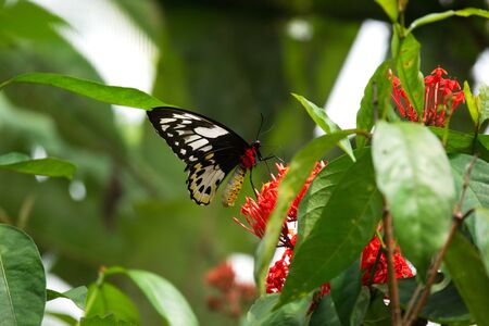 Close-up black red colored butterfly sitting on red flower eating its nectar to feed itself in the...