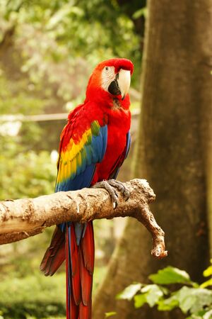 Red blue parrot sitting on wooden branch looking at me in camera in the forrest at daytime.の写真素材