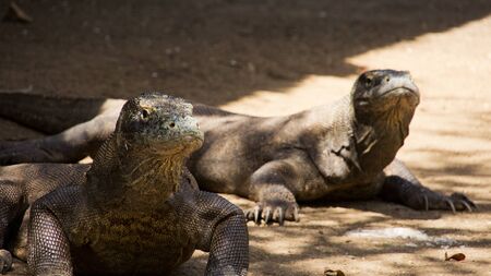 Two komodo dragons sitting still looking out at komodo national park, lndonesia.の写真素材