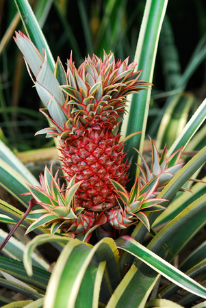 Red skin pineapple ananas growing out of its green leaved tree on a plantation in the morning used for commercial sale.の写真素材