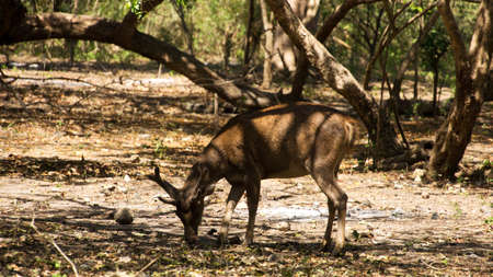 One brown young deer feeding itself by bending and eating from the ground in the forrest at midday.の写真素材
