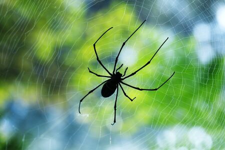Silhouette black thin spider sitting and waiting on its prey in the middle of its web in the morning.の写真素材