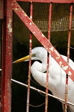 Great egret, Ardea alba or great white heron that is caught and locked up alone in a cage with red colored bars.の写真素材