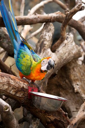 Orange blue parrot sitting on wooden branch drinking water from bowl at daytime.の写真素材