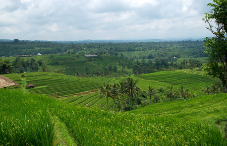 Jatileuwih green terraced rice fields panorama view underneath cloudy sky in Bali, Indonesia.の写真素材