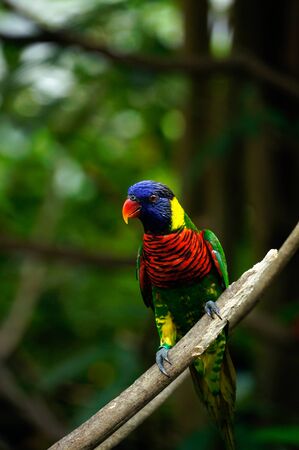 Rainbow lorikeet bird with colorful feathers sitting on wooden branch looking out in the morning.の写真素材