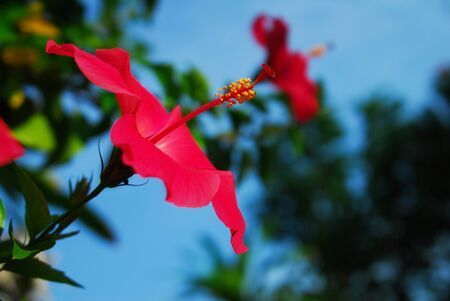Red Hibiscus flower in the garden facing the sun.の写真素材
