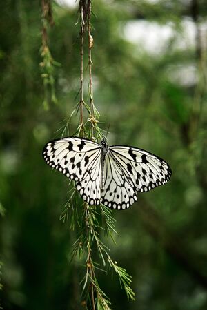 Black white colored butterfly sitting on green branch spreading its wings.の写真素材