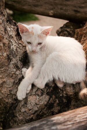 White furry cat with pink ears sitting on wooden log looking out.の写真素材