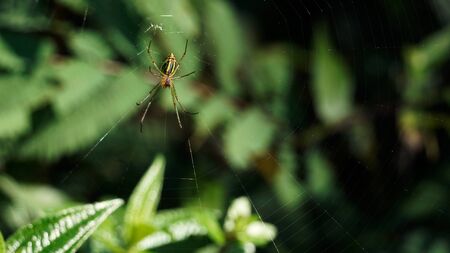 Yellow green colored thin spider sitting and waiting on its prey in the middle of its web at daytime.の写真素材
